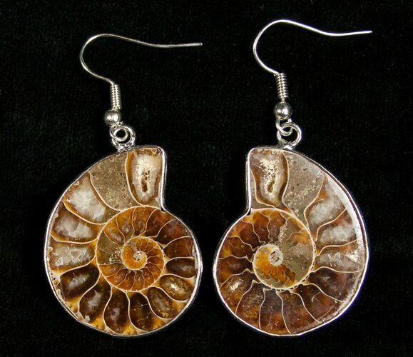 Ammonite Earrings #4511